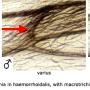 Rhypholophus varius : wing