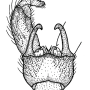 Savchenkoiana mokrzhitskae : hypopygium