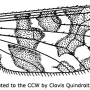 Savchenkoiana mokrzhitskae : wing