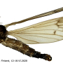 Scleroprocta pentagonalis : habitus - male Scleroprocta pentagonalis : habitus - male