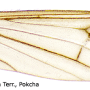 Scleroprocta pentagonalis : wing