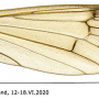 Scleroprocta pentagonalis : wing