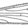 Symplecta (Symplecta) chosenensis : wing