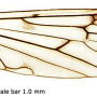 Symplecta (Symplecta) hybrida : wing