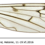 Symplecta (Symplecta) hybrida : wing