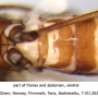 Symplecta (Psiloconopa) lindrothi : body part(s) - thorax Symplecta (Psiloconopa) lindrothi : body part(s) - thorax