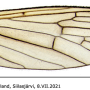 Symplecta (Psiloconopa) meigeni : wing