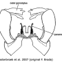 Symplecta (Symplecta) sheldoni : hypopygium