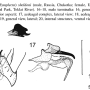 Symplecta (Symplecta) sheldoni : hypopygium