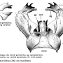 Symplecta (Symplecta) sheldoni : hypopygium