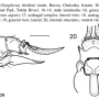 Symplecta (Symplecta) sheldoni : ovipositor