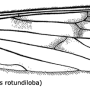 Symplecta (Symplecta) sheldoni : wing