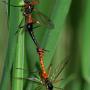 Tanyptera (Tanyptera) atrata atrata: habitus - copula