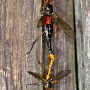 Tanyptera (Tanyptera) atrata atrata: habitus - copula