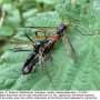 Tanyptera (Tanyptera) atrata atrata: habitus - copula