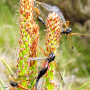 Tanyptera (Tanyptera) atrata atrata: habitus - copula