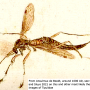 Tanyptera (Tanyptera) atrata atrata: habitus - female