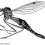Tanyptera (Tanyptera) atrata atrata: habitus - female