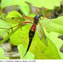 Tanyptera (Tanyptera) atrata atrata: habitus - female