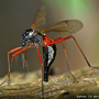 Tanyptera (Tanyptera) atrata atrata: habitus - female