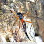 Tanyptera (Tanyptera) atrata atrata: habitus - female