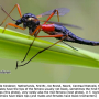 Tanyptera (Tanyptera) atrata atrata: habitus - female