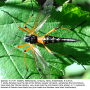 Tanyptera (Tanyptera) atrata atrata: habitus - female