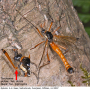 Tanyptera (Tanyptera) atrata atrata: habitus - male