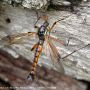 Tanyptera (Tanyptera) atrata atrata: habitus - male