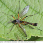Tanyptera (Tanyptera) atrata atrata: habitus - male
