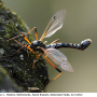 Tanyptera (Tanyptera) atrata atrata: habitus - male
