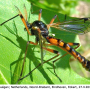 Tanyptera (Tanyptera) atrata atrata: habitus - male