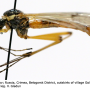 Tanyptera (Tanyptera) atrata atrata: habitus - male