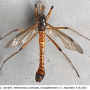 Tanyptera (Tanyptera) atrata atrata: habitus - male