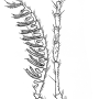 Tanyptera (Tanyptera) atrata atrata: body part(s) - antenna