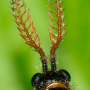 Tanyptera (Tanyptera) atrata atrata: body part(s) - antenna