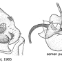 Tanyptera (Tanyptera) atrata atrata: hypopygium