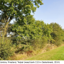 Tanyptera (Tanyptera) atrata atrata: habitat