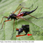 Tanyptera (Tanyptera) nigricornis nigricornis: habitus - female