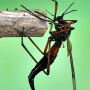 Tanyptera (Tanyptera) nigricornis nigricornis: habitus - female