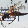 Tanyptera (Tanyptera) nigricornis nigricornis: habitus - female