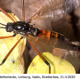 Tanyptera (Tanyptera) nigricornis nigricornis: habitus - female