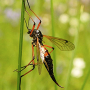 Tanyptera (Tanyptera) nigricornis nigricornis: habitus - female