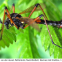 Tanyptera (Tanyptera) nigricornis nigricornis: habitus - male