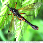 Tanyptera (Tanyptera) nigricornis nigricornis: habitus - male