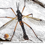 Tanyptera (Tanyptera) nigricornis nigricornis: habitus - male