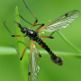 Tanyptera (Tanyptera) nigricornis nigricornis: habitus - male