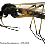 Tanyptera (Tanyptera) nigricornis nigricornis: habitus - male