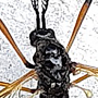 Tanyptera (Tanyptera) nigricornis nigricornis: body part(s) - head and thorax