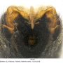 Tanyptera (Tanyptera) nigricornis nigricornis: hypopygium